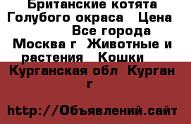 Британские котята Голубого окраса › Цена ­ 8 000 - Все города, Москва г. Животные и растения » Кошки   . Курганская обл.,Курган г.